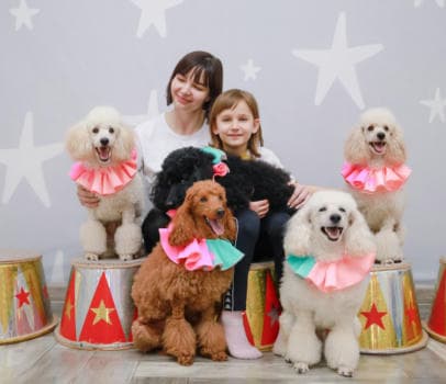 Шоу дрессированных пуделей и голубей - фото услуги для детского праздника в Находке - фото 16